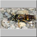 Gorytes laticinctus - Grabwespe m01a 10mm Garten.jpg